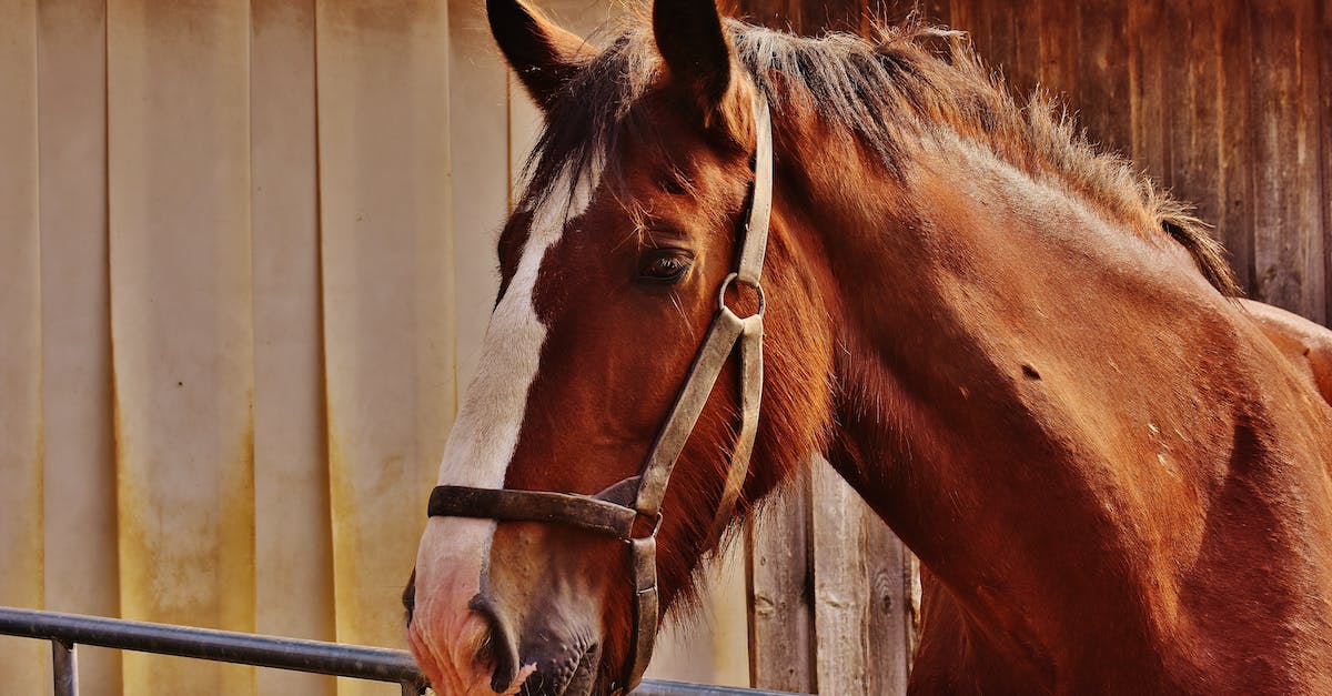 Do I need a barn for each animal type? - Brown and White Horse
