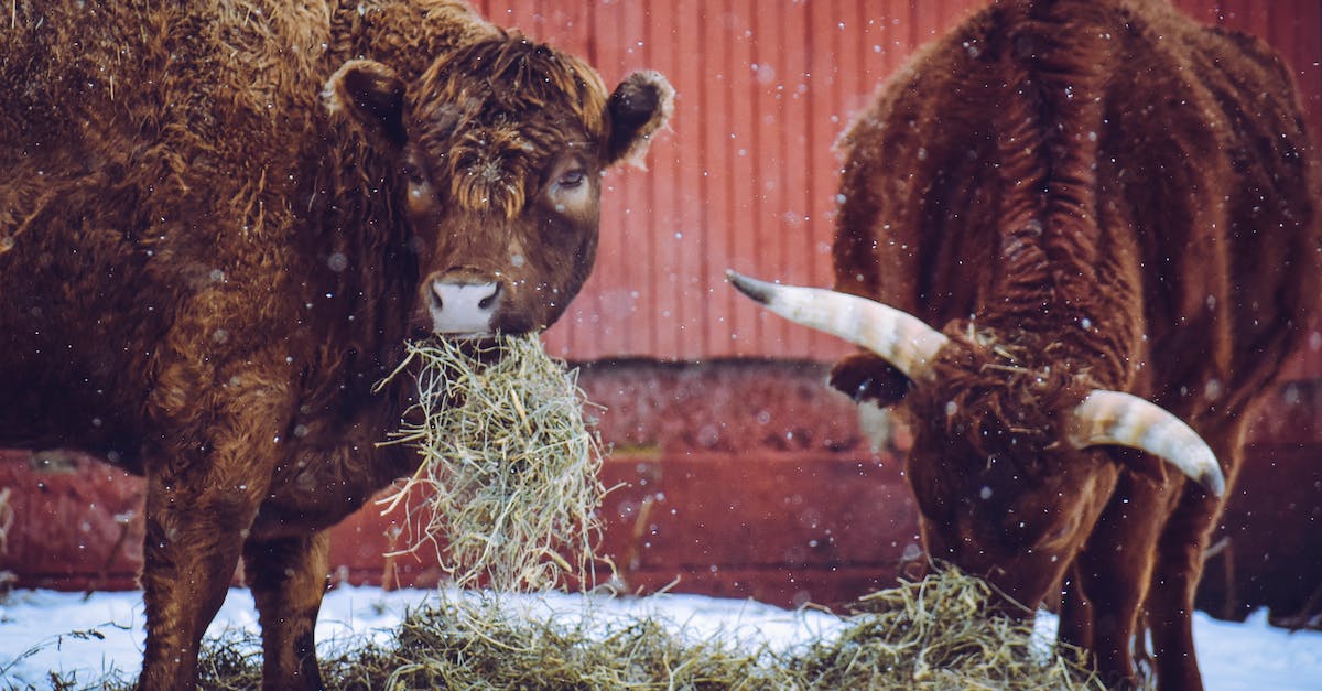 Do I need to feed my cow every single day? - Bulls eating hay on winter day