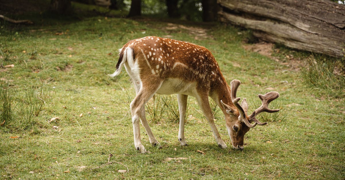 Do I need to feed my cow every single day? - Adorable spotted deer pasturing in nature