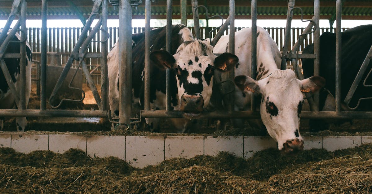 Do I need to feed my cow every single day? - Cows eating grass while peeping out from behind bars indoors