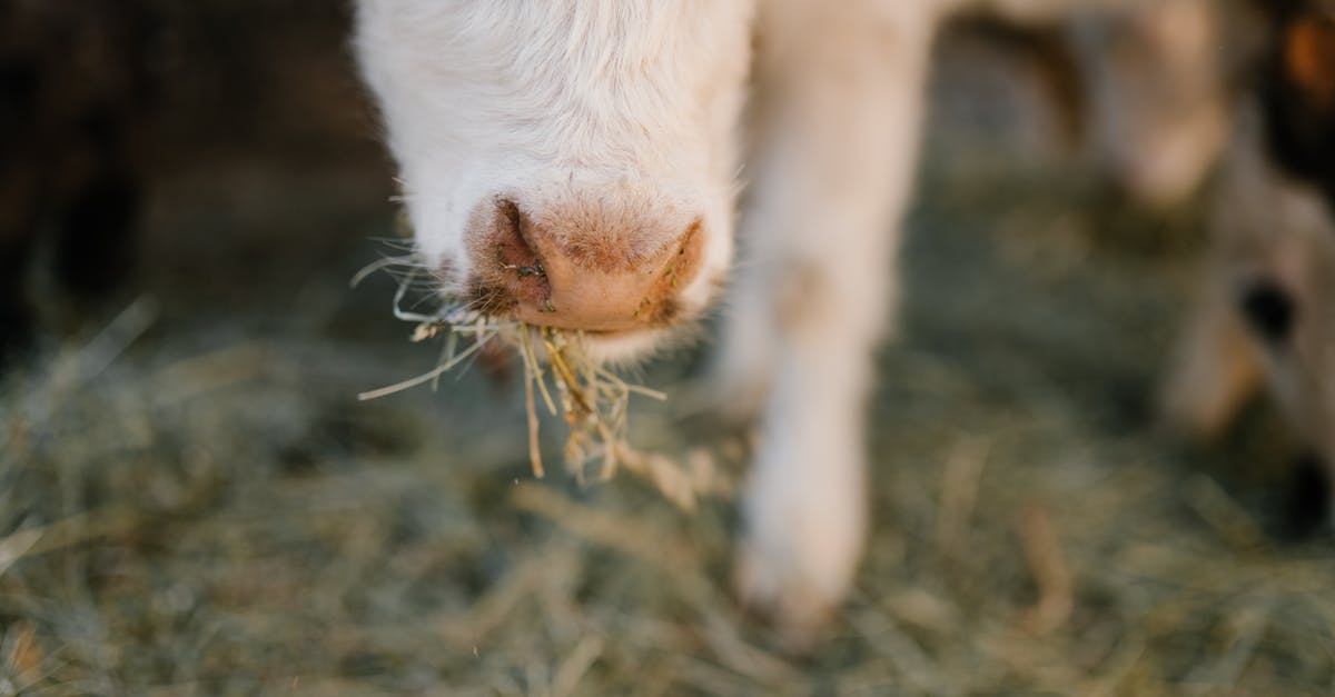 Do I need to feed my cow every single day? - Cow nose with grass in mouth