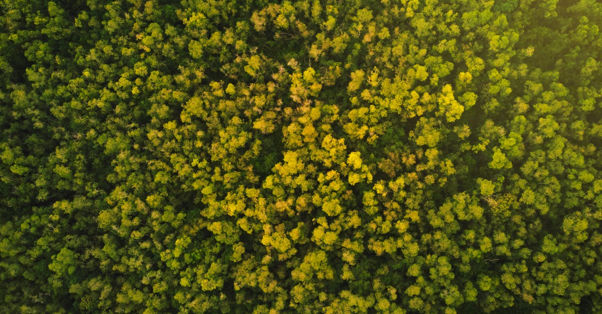 Do jungle enchantment passives add to the origional item's passives, or replace them? - Aerial Photography of Green Trees