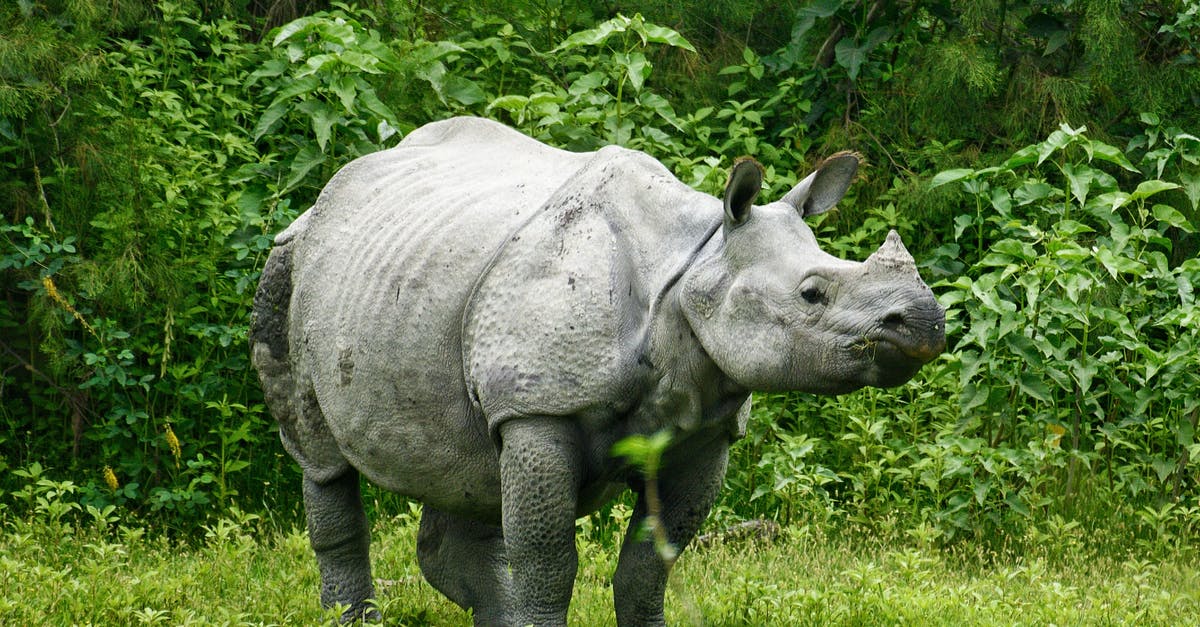 Do jungle enchantment passives add to the origional item's passives, or replace them? - Grey Rhinoceros on Green Grass Field