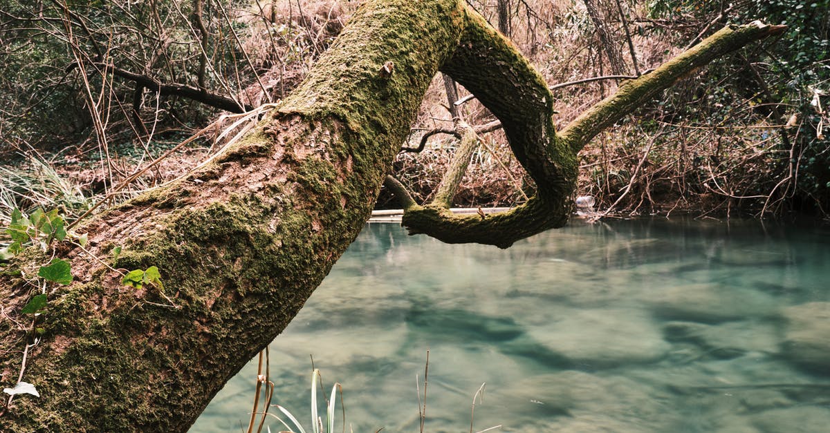 Do jungle enchantment passives add to the origional item's passives, or replace them? - beautiful tree and river in the nature
