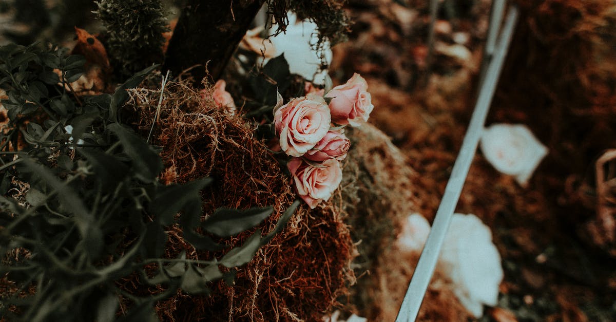 Do Kerbals die of natural causes? - Dying light pink roses on dried brown leaves in garden in daylight Do Kerbals die of natural causes? - Dying light pink roses on dried brown leaves in garden in daylight