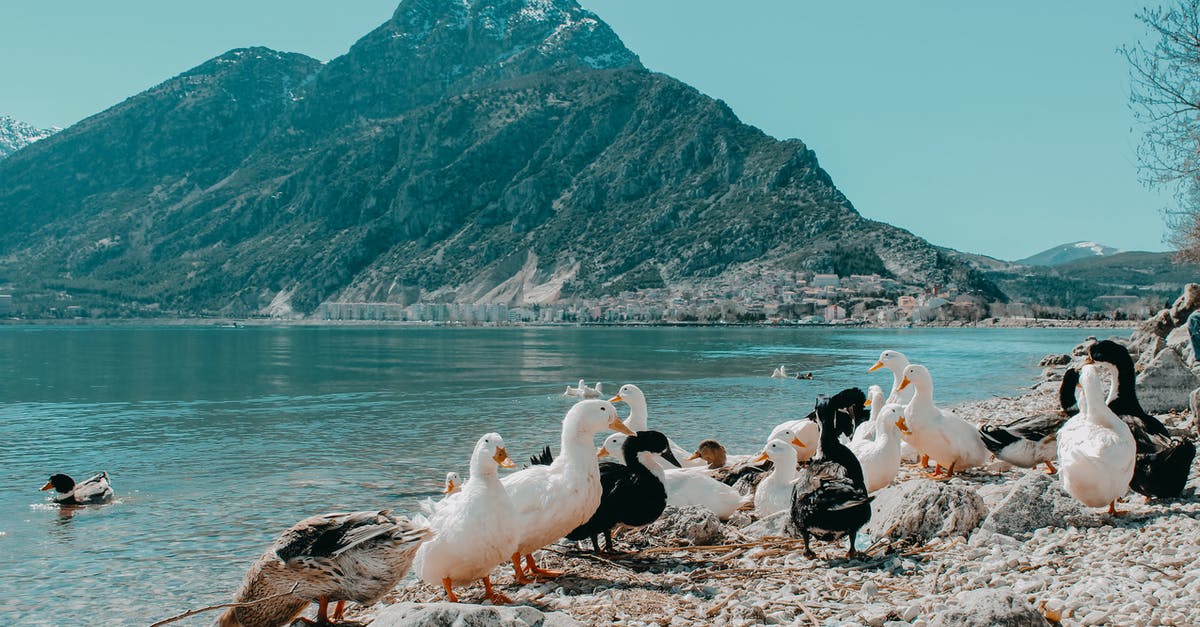 Do minions benefit from the Mountain Drake buff? - Ducks Near Mountain Lake