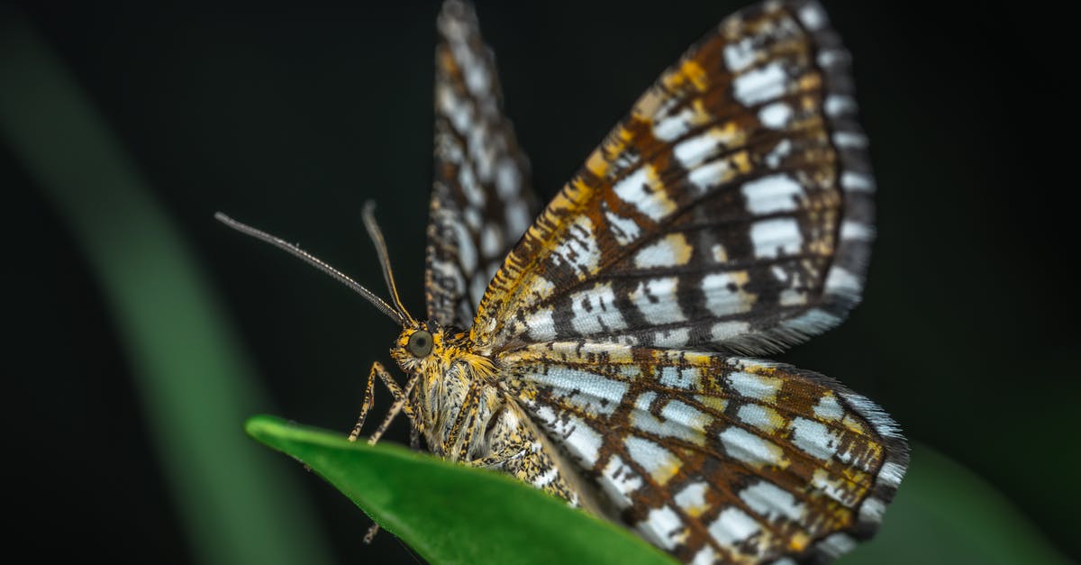 Do Moltres and Articuno exist in Pokemon Leaf Green? - Selective Focus Photography of Brown and White Butterfly Do Moltres and Articuno exist in Pokemon Leaf Green? - Selective Focus Photography of Brown and White Butterfly