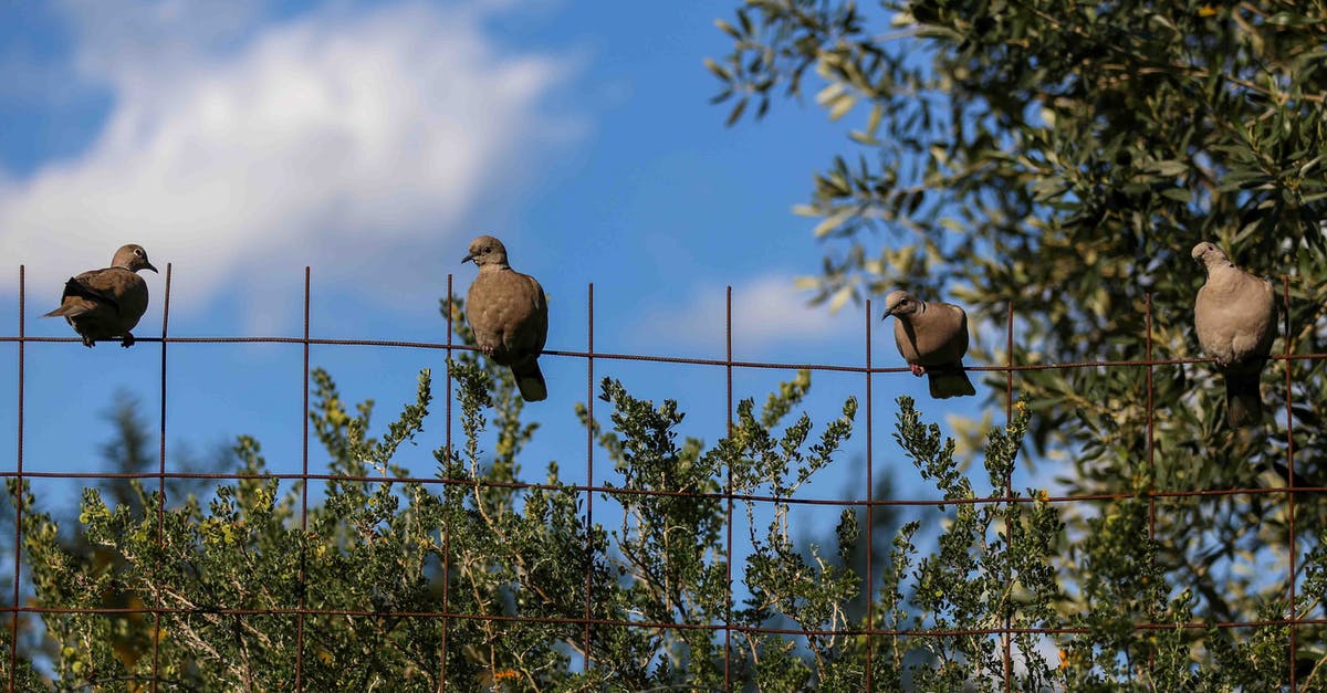 Do my animals need fences? - 