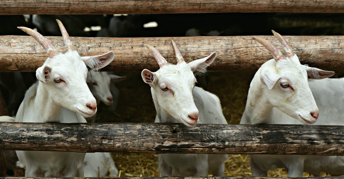 Do my animals need fences? - Three Goats Peeking over the Fence