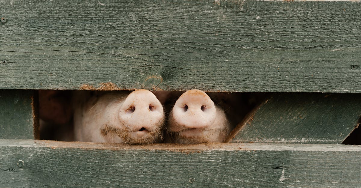 Do pigs find truffles while you're not in the farm? - Pigs on Wooden Pigpen Do pigs find truffles while you're not in the farm? - Pigs on Wooden Pigpen