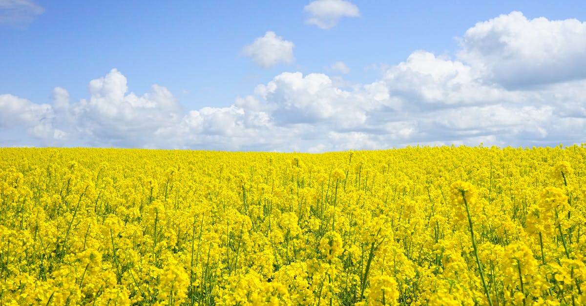 Do plants grow while I'm in another world? - Yellow Flower Field Under Blue Cloudy Sky during Daytime