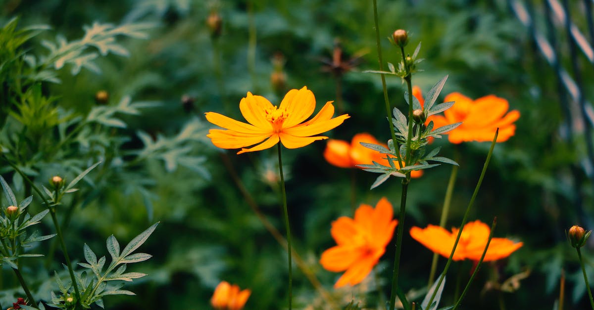 Do plants grow while I'm in another world? - Selective Focus Photography of Orange Sunroot Flowers