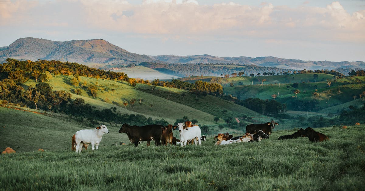 Do plorts in your ranch eventually disappear? - Herd of Cattle in Daytime