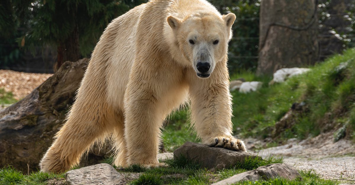 Do Polar Bears drop loot? - Polar Bear Walking on the Grass Do Polar Bears drop loot? - Polar Bear Walking on the Grass