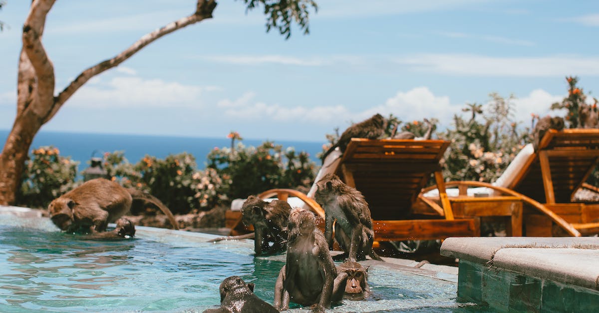 Do Robo Monkeys do more damage than Sun Gods? - Monkeys Playing in the Swimming Pool Do Robo Monkeys do more damage than Sun Gods? - Monkeys Playing in the Swimming PoolÂ