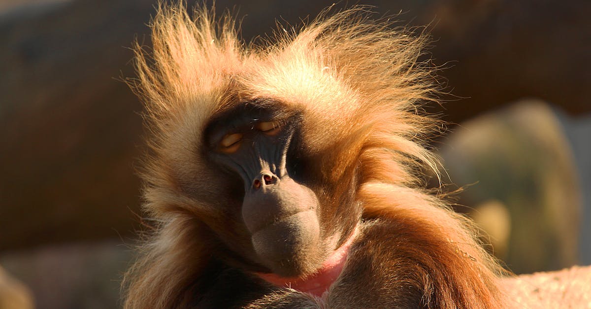 Do Robo Monkeys do more damage than Sun Gods? - Bleeding heart baboon at bright sunny day Do Robo Monkeys do more damage than Sun Gods? - Bleeding heart baboon at bright sunny day
