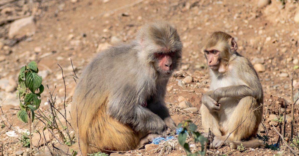 Do Robo Monkeys do more damage than Sun Gods? - Monkey Sitting on Brown Dried Leaves Do Robo Monkeys do more damage than Sun Gods? - Monkey Sitting on Brown Dried Leaves