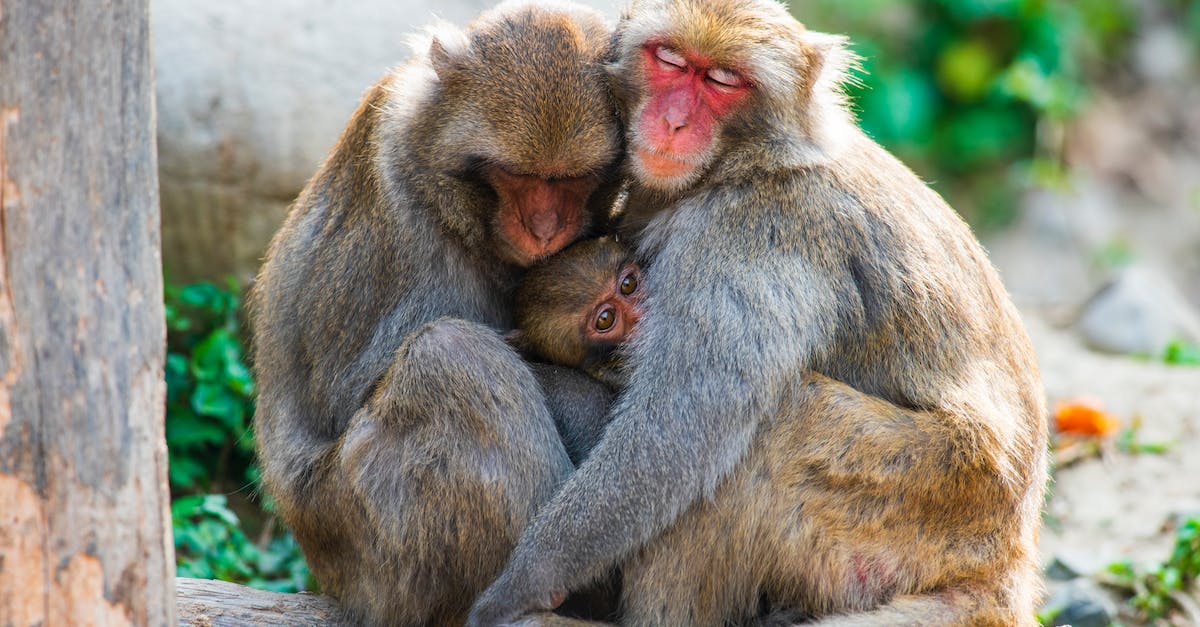 Do Robo Monkeys do more damage than Sun Gods? - Free stock photo of animal, baby, cute Do Robo Monkeys do more damage than Sun Gods? - Free stock photo of animal, baby, cute