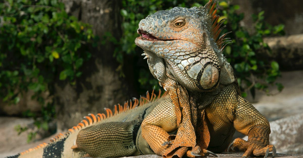 Do scaling runes keep scaling after lvl 18 in URF? - Close Up Photo of an Iguana Do scaling runes keep scaling after lvl 18 in URF? - Close Up Photo of an Iguana