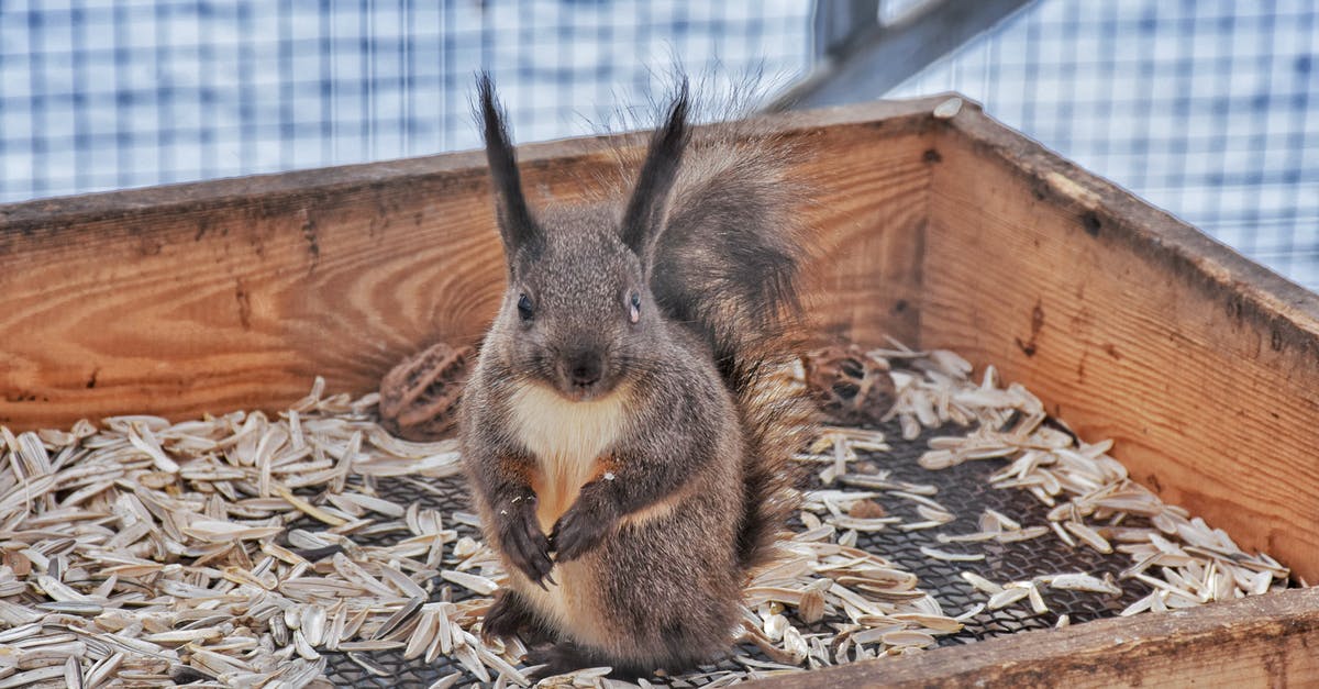 Do Squirrel Bits Actually Come From Squirrels in Fallout 4? - Curious squirrel sitting in old box in zoo