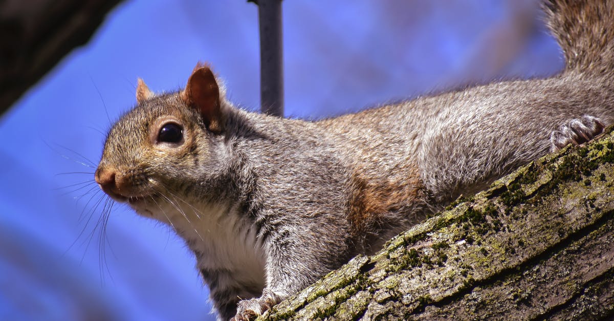 Do Squirrel Bits Actually Come From Squirrels in Fallout 4? - Squirrel with hairy body on tree trunk