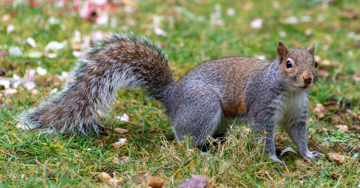 Do Squirrel Bits Actually Come From Squirrels in Fallout 4? - A Gray and Brown Squirrel on Green and Brown Grass
