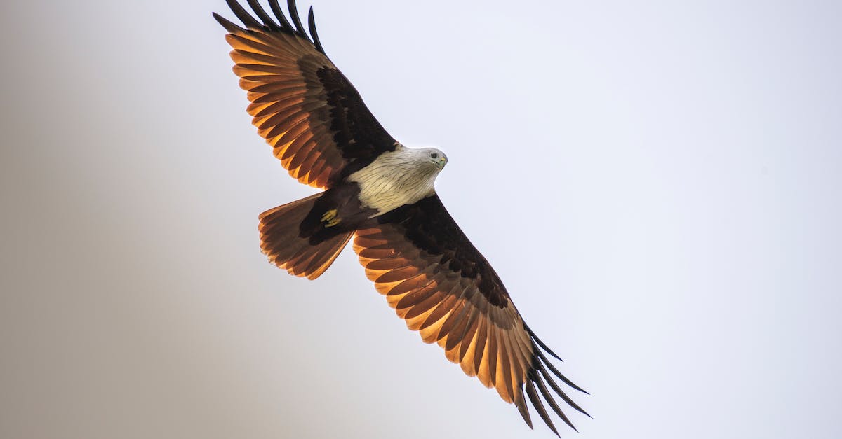 Do Sweeping Wind - Cyclone tornados still proc Life on Hit? - From below of wild brahminy kite with wings spread soaring in sky in daylight