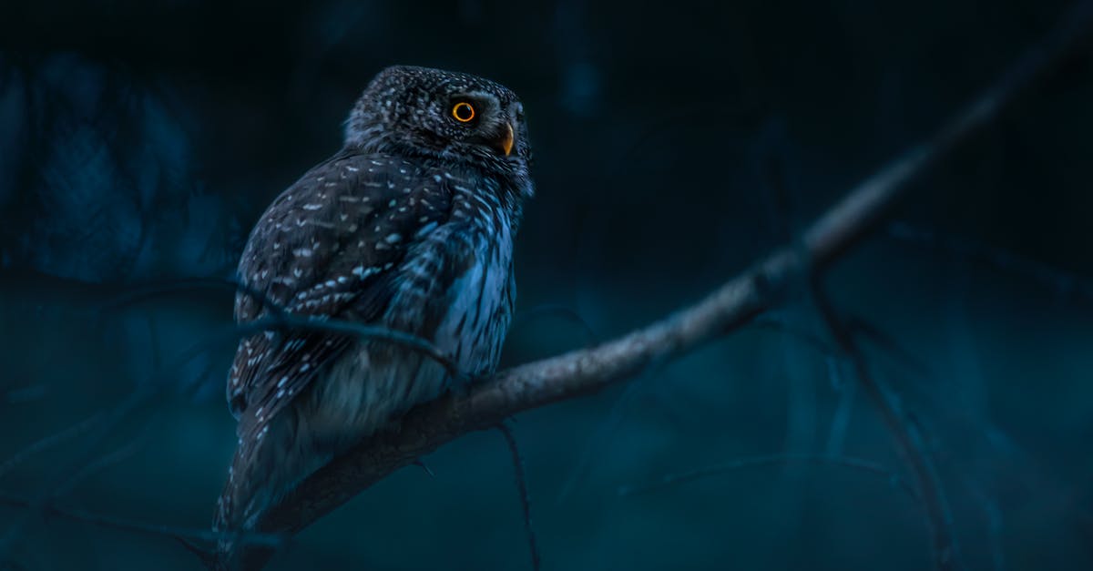 Do the Early Bird or Night Owl ordinances effect Club LOL? - Close-up Shot of an Owl Perched on a Tree Branch 