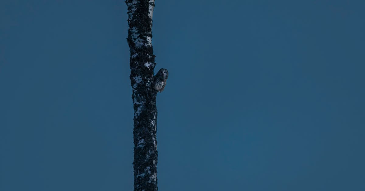 Do the Early Bird or Night Owl ordinances effect Club LOL? - A Ural Owl Perched on a Tree Branch
