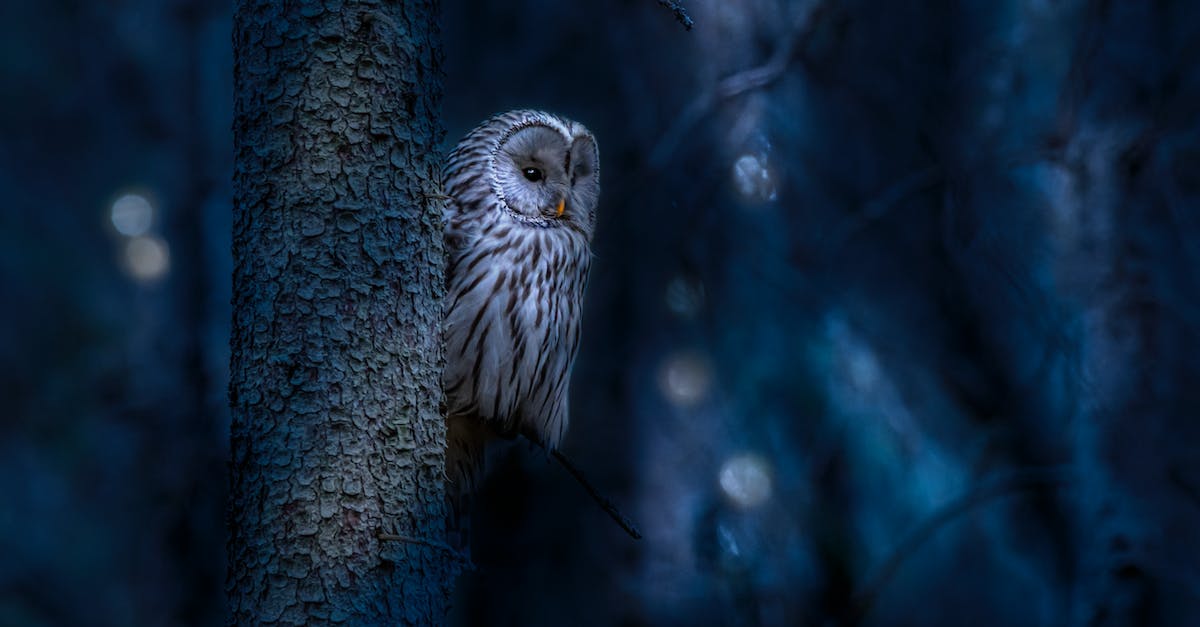 Do the Early Bird or Night Owl ordinances effect Club LOL? - Owl Perched on a Tree Branch