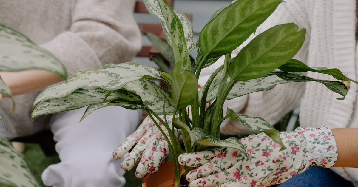 Do these leaves signify anything? - Green Plant on Brown Clay Pot