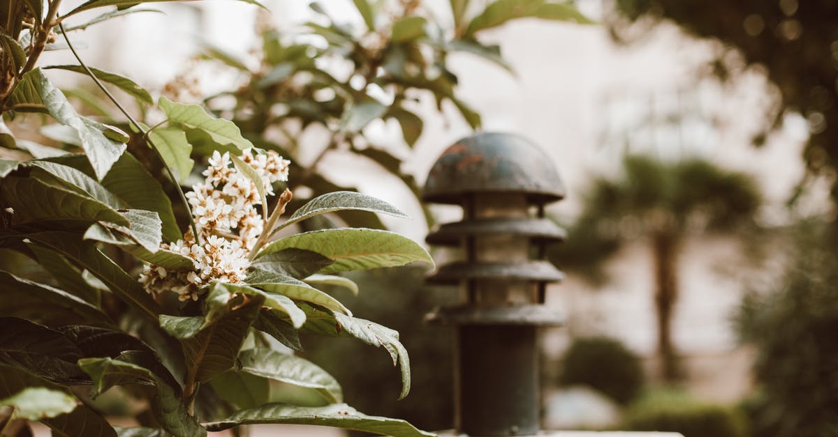 Do these leaves signify anything? - Close-up of a Plant with White Flowers and Leaves Do these leaves signify anything? - Close-up of a Plant with White Flowers and Leaves