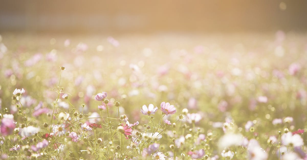 Do unupgraded fertilized Gnaw plants have any increased stats? - Pink and Purple Flower Field Do unupgraded fertilized Gnaw plants have any increased stats? - Pink and Purple Flower Field
