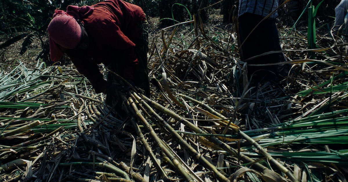 Do you find sugar cane near water? [duplicate] - Faceless ethnic people in dirty clothes collecting sugar cane plants on sunny plantation in Asian countryside