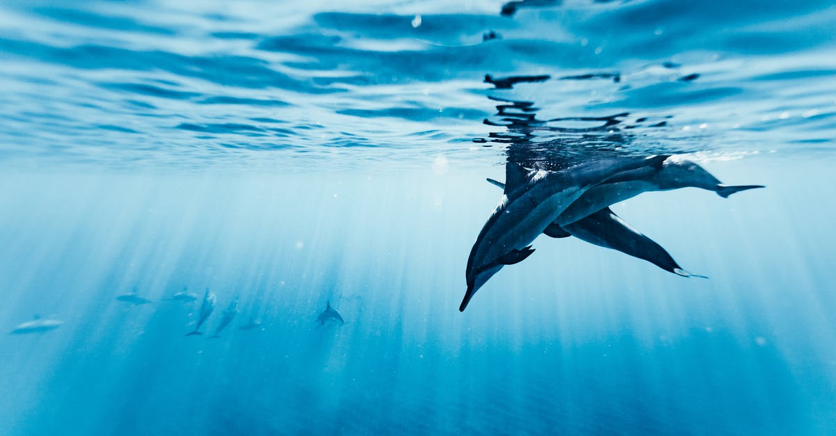 Do you get anything for clean killing all legendary animals? - Flock of dolphins swimming in clear water