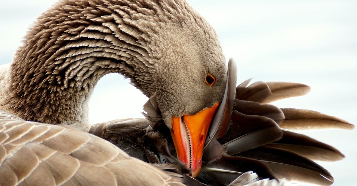 Do you get anything for clean killing all legendary animals? - Brown Bird Character