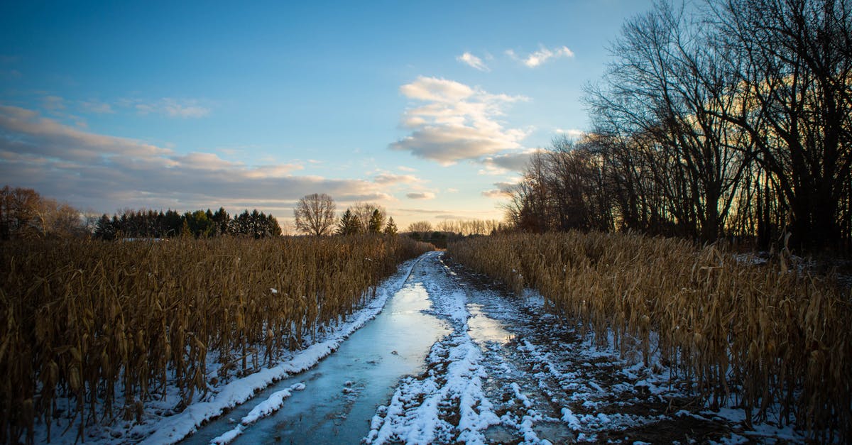 Do you have to water winter crops? - Desired Path With Snow Beside Trees and Grasses
