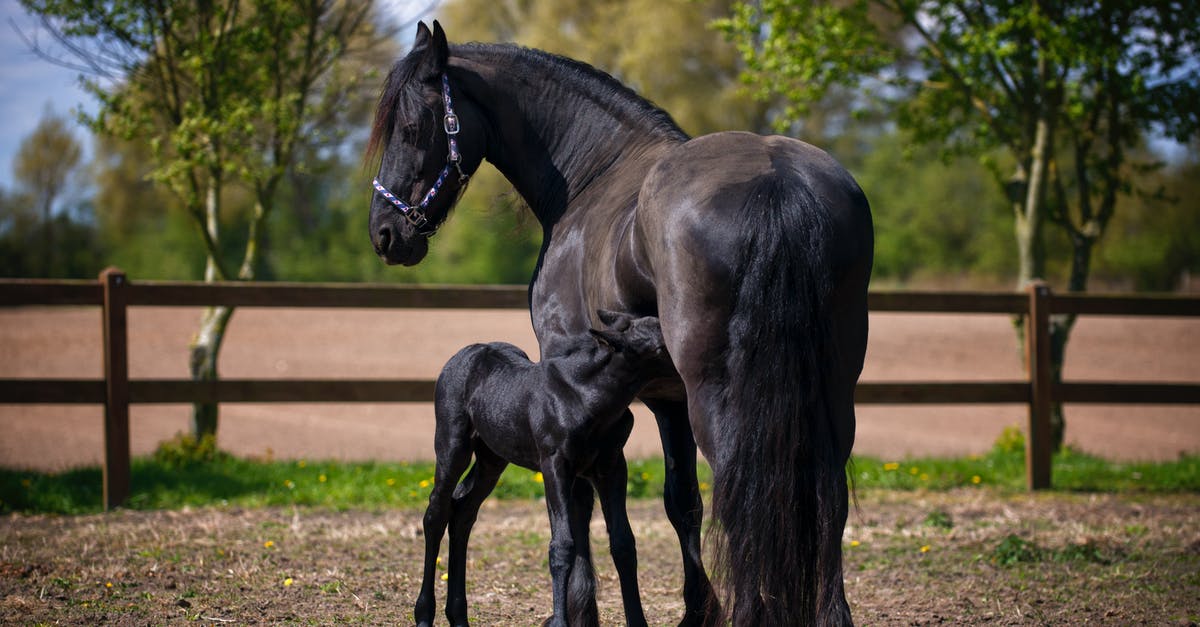 Do Zombie Horses in Minecraft spawn naturally? - Two Black Horse on Field Do Zombie Horses in Minecraft spawn naturally? - Two Black Horse on Field