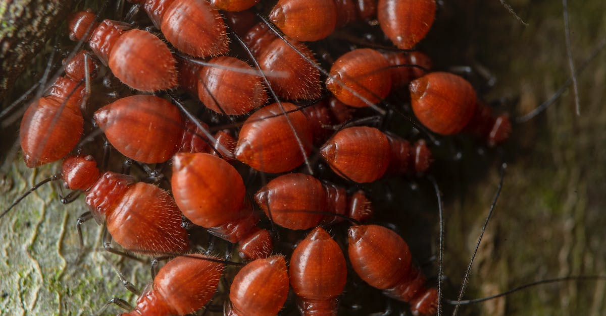 Dodging red shell - Red thorny bugs crawling on dry terrain in zoo