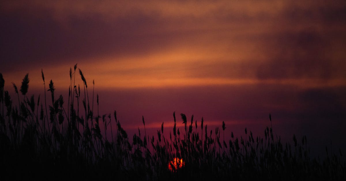 Does being a dark elf fully negate sun damage as a vampire lord - Silhouette of Grass during Sunset Does being a dark elf fully negate sun damage as a vampire lord - Silhouette of Grass during Sunset