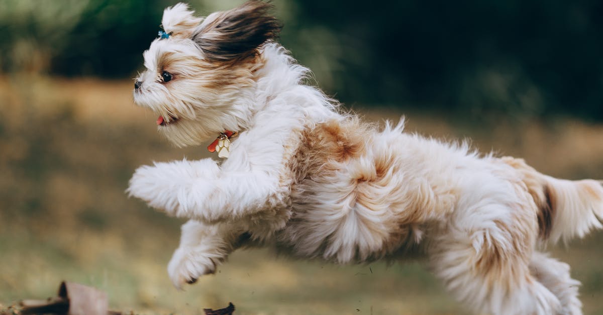 Does Brann Bronzebeard's ability activate as soon as he is played? - Panning Shot of a Running Shih Tzu