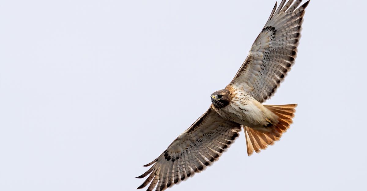 Does Elite Dangerous properly simulate space? - From below of big attentive carnivorous bird with ornamental wings soaring on white background Does Elite Dangerous properly simulate space? - From below of big attentive carnivorous bird with ornamental wings soaring on white background