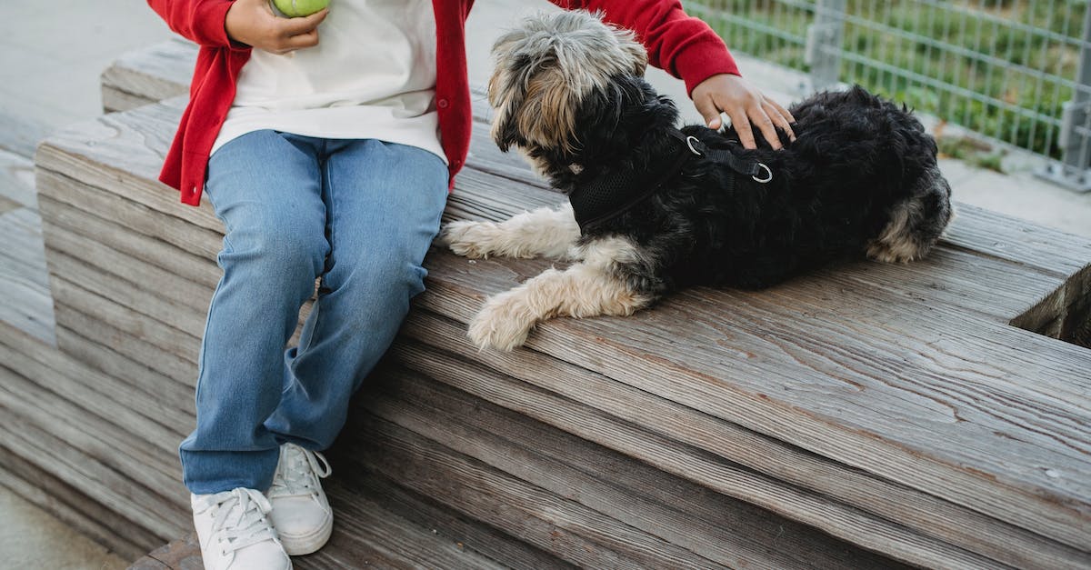 Does Gyro Ball get affected by Attack decrease? - Crop child with ball caressing dog in daylight Does Gyro Ball get affected by Attack decrease? - Crop child with ball caressing dog in daylight
