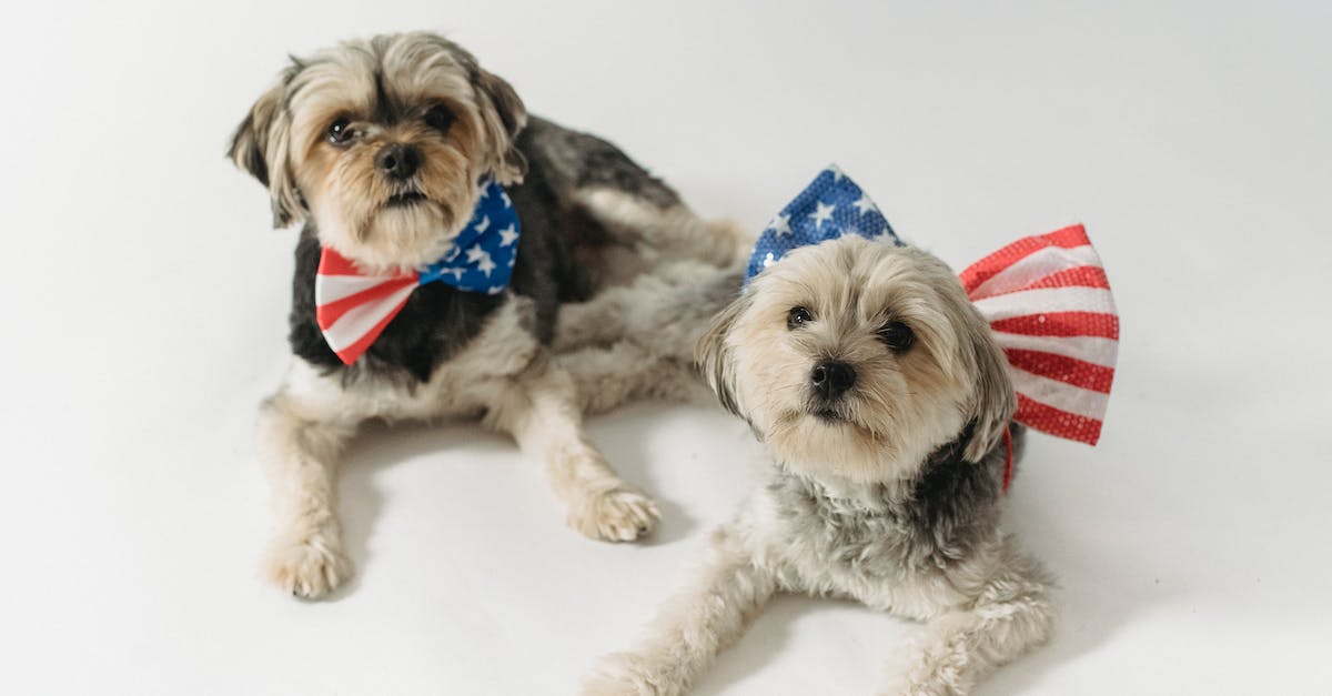 Does having a Free Press improve the national unity gain caused by domestic spies? - Cute fluffy Yorkshire Terriers with bow ties colored in stripes and stars for USA Independence Day