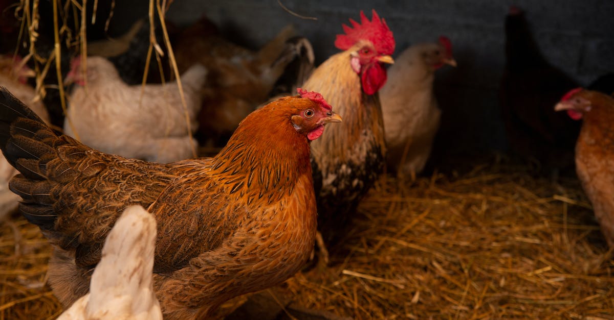 Does Hearthstone have raids or coop multiplayer? - Brown Hen on Brown Hay