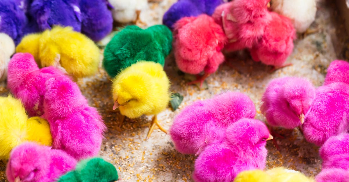 Does Hearthstone have raids or coop multiplayer? - Colorful vibrant chicks grazing on fowl farm Does Hearthstone have raids or coop multiplayer? - Colorful vibrant chicks grazing on fowl farm