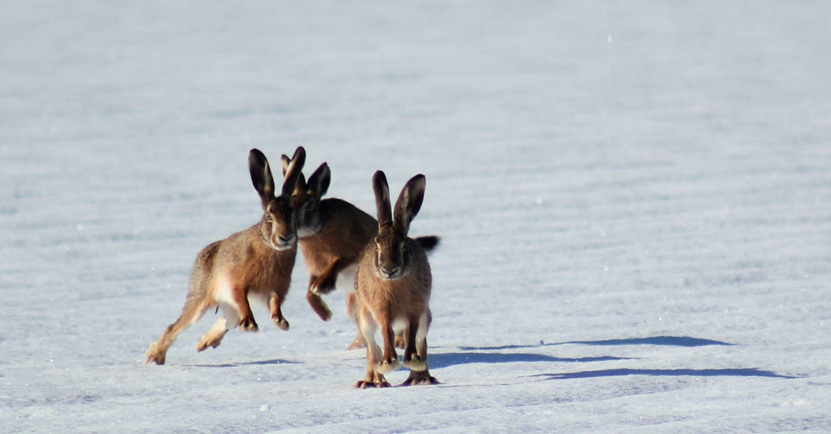 Does hopping have an advantage? - Three Brown Bunnies