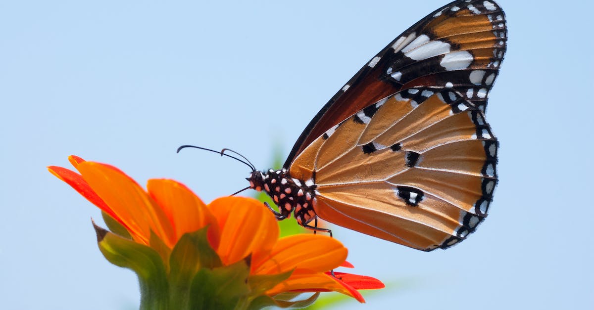 Does it matter what kind of monarch I am? - Close Up Photo of Monarch Butterfly on Top of Flower Does it matter what kind of monarch I am? - Close Up Photo of Monarch Butterfly on Top of Flower