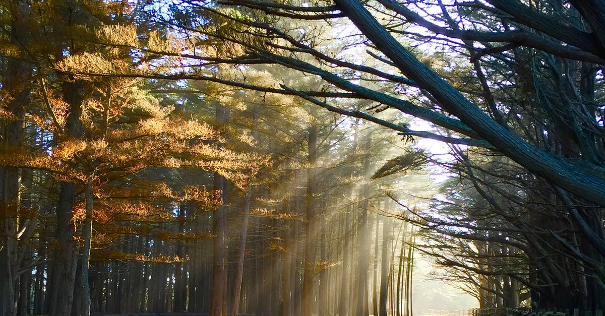 Does Killzone: Shadow Fall support gyro controls? - Photo of Crepuscular Rays Through Trees