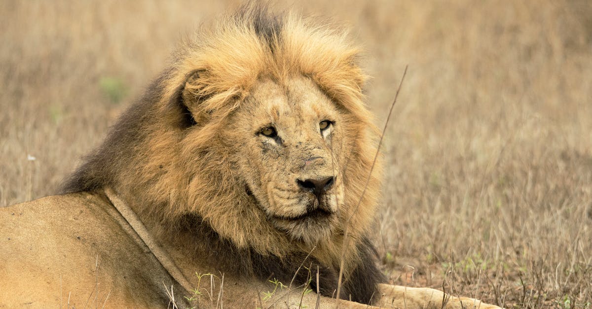 Does Lion drain mana when my mana is full? - Lion Lying on Brown Grass Field Does Lion drain mana when my mana is full? - Lion Lying on Brown Grass Field